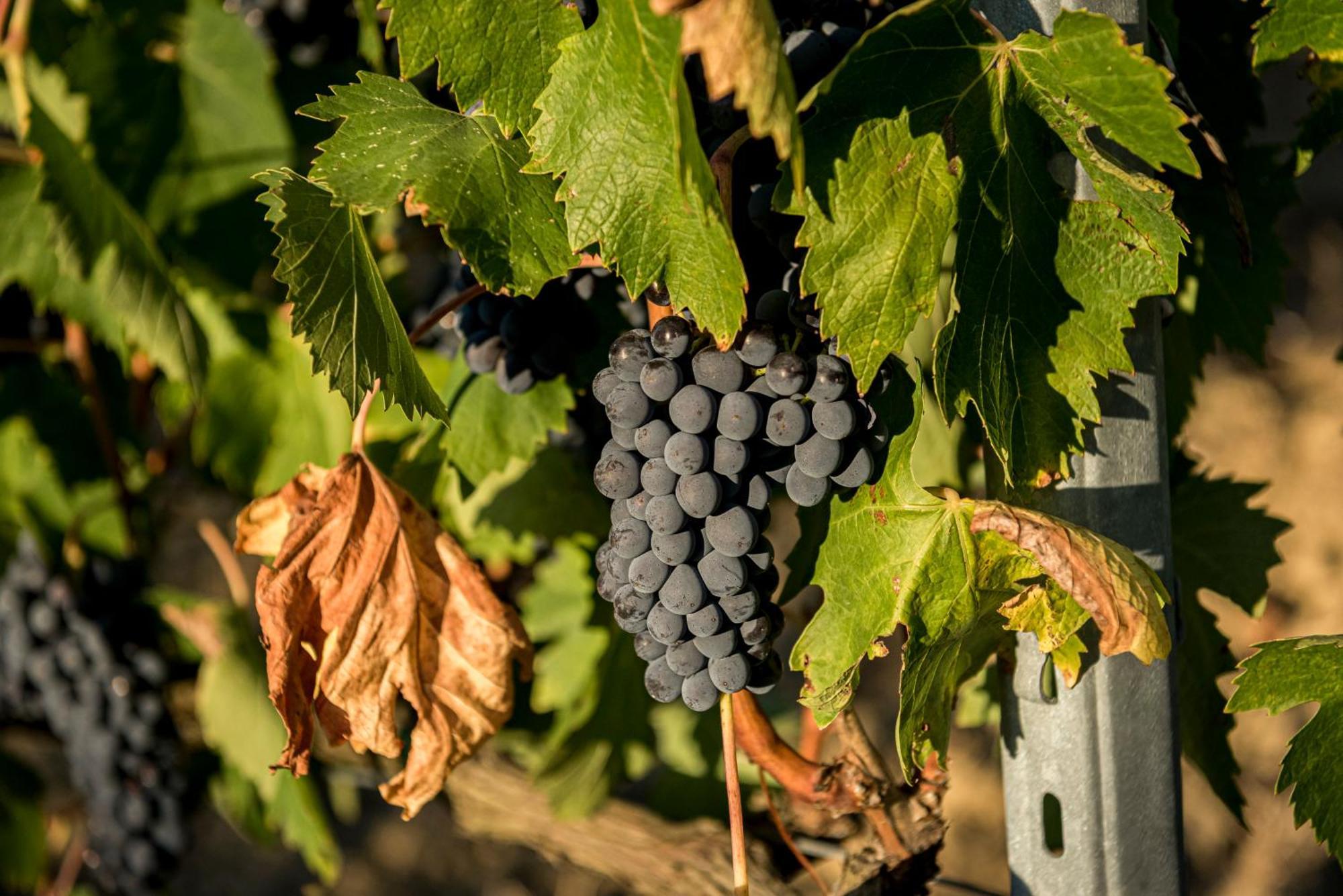 Agriturismo Le Tre Pietre - Podere Nel Chianti Quercegrossa エクステリア 写真