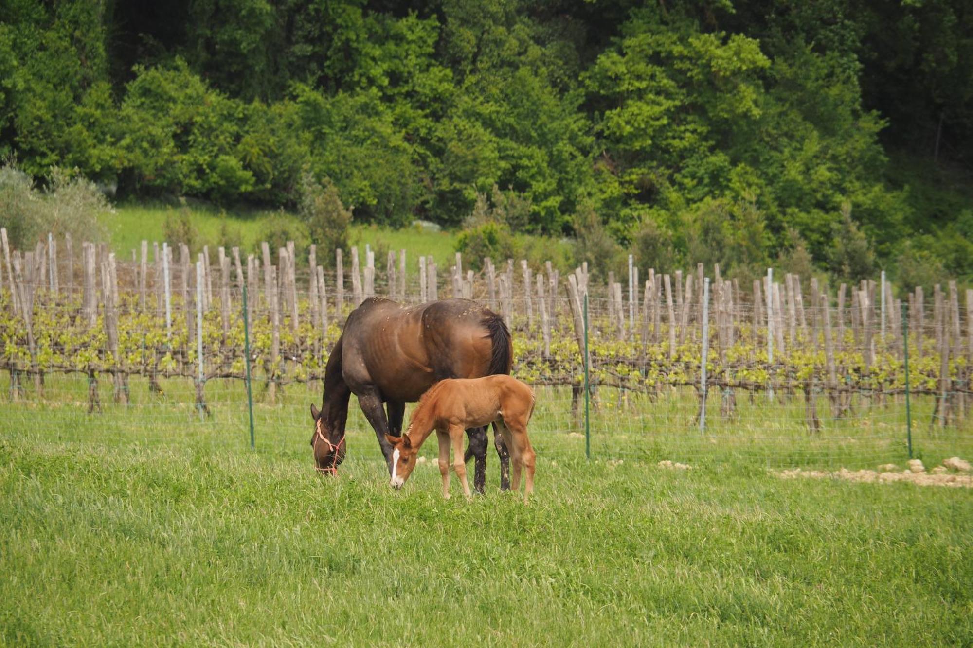 Agriturismo Le Tre Pietre - Podere Nel Chianti Quercegrossa エクステリア 写真